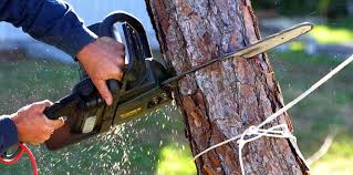 How Our Tree Care Process Works  in  River Oaks, TX